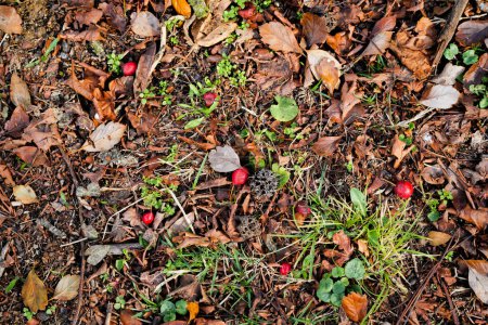 Turin, Italy. High angle shot of ground covered with leaves, grass and red berries of Cockspur Hawthorn (Crataegus Crus-Galli), a species of Hawthorns, in Valentino Park in February. Texture, nature.