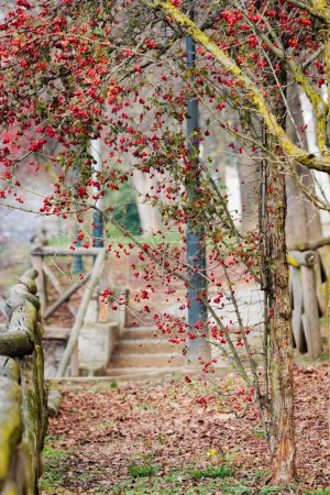 Turin, Italy. Red berries on branches of Cockspur Hawthorn tree (Crataegus Crus-Galli), a species of Hawthorns, in Valentino Park in February. Winter, fog, cold. Vertical image.