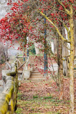 Turin, Italy. Red berries on branches of Cockspur Hawthorn tree (Crataegus Crus-Galli), a species of Hawthorns, in Valentino Park in February. Winter, fog, cold. Vertical image.