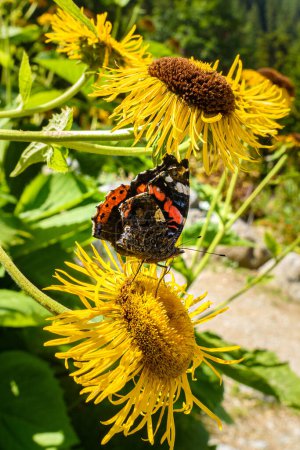 Gressoney, Italien. Schmetterling auf einer gelben Blume im botanischen Garten von Castel Savoia. Vertikales Bild. 27. Juli 2022.