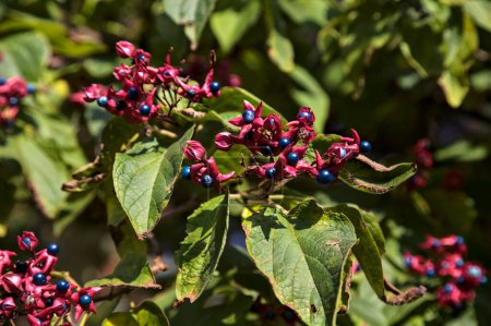 Clerodendron berries on a branch seen up close