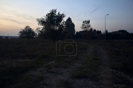 Photo for Dirt path next to a tree in a field at sunset - Royalty Free Image