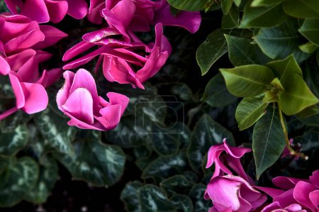 Photo for Cyclamen in bloom seen from above and up close - Royalty Free Image