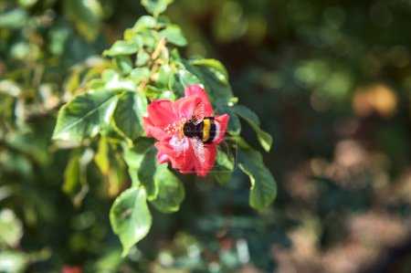 Foto de Bumblebee en una rosa china visto de cerca - Imagen libre de derechos