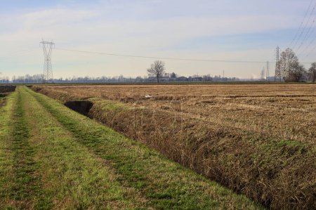Photo for Path between cultivated fields and bordered by streams of water in the italian countryside - Royalty Free Image
