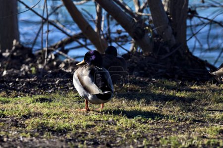 Photo for Mallard by the lakeshore on a sunny day in winter - Royalty Free Image