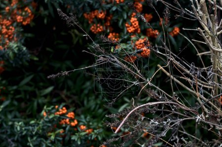 Foto de Pyracantha bush with berries and a web with dew on it seen up close - Imagen libre de derechos
