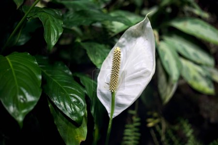 Photo for Spathiphyllum with leaves seen up close - Royalty Free Image