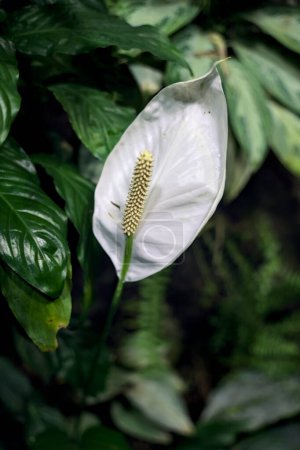 Photo for Spathiphyllum with leaves seen up close - Royalty Free Image