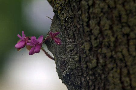 Photo for Judas tree inflorescence on the trunk seen up close - Royalty Free Image