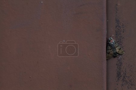 Téléchargez les photos : Papillon de nuit sur un mur métallique vu de près - en image libre de droit