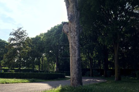 Téléchargez les photos : Chemin partiellement à l'ombre dans un parc au coucher du soleil - en image libre de droit