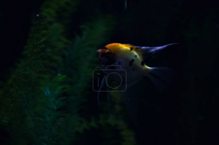 Foto de Pterophyllum scalare naranja y amarillo en un tanque de acuario visto de cerca - Imagen libre de derechos