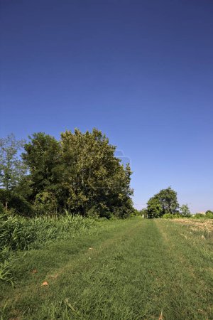 Foto de Camino de hierba bordeado de plantas junto a un campo de maíz arado en un día de verano en el campo italiano - Imagen libre de derechos