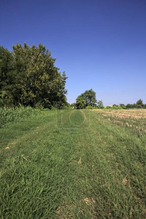 Foto de Camino de hierba bordeado de plantas junto a un campo de maíz arado en un día de verano en el campo italiano - Imagen libre de derechos