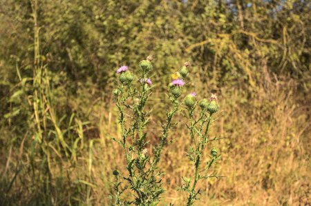 Photo for Milk thistle with butterflies  on it seen up close - Royalty Free Image