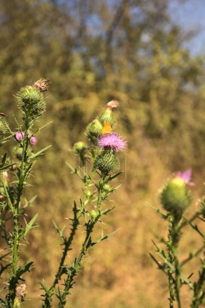 Photo for Milk thistle with butterflies  on it seen up close - Royalty Free Image