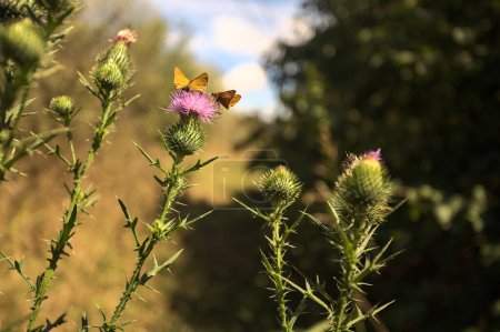 Téléchargez les photos : Chardon-Marie avec des papillons dessus vu de près - en image libre de droit
