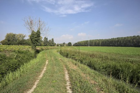 Photo for Path between trenches with water and fields on a sunny day in the italian countryside - Royalty Free Image