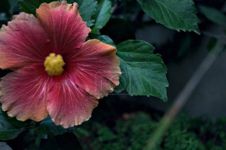 Foto de Hibiscus rosa sinensis en flor visto de cerca - Imagen libre de derechos