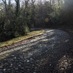 Cobbled road in a forest at daytime