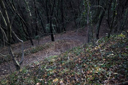 Path on a slope in a forest