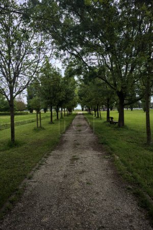 Trail between rows of trees