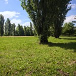 Square bordered by poplars in a park