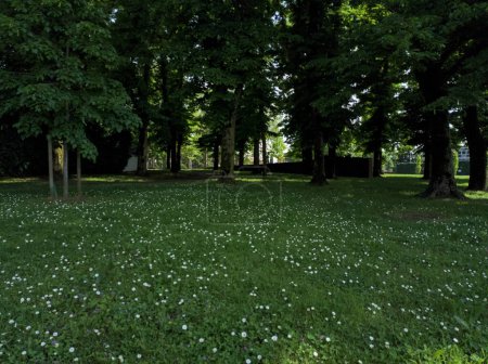 Photo for Path under trees in a park - Royalty Free Image