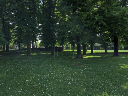 Photo for Path under trees in a park - Royalty Free Image