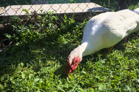 Téléchargez les photos : Canards musqués dans une cour - en image libre de droit