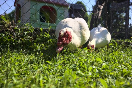 Téléchargez les photos : Canards musqués dans une cour - en image libre de droit