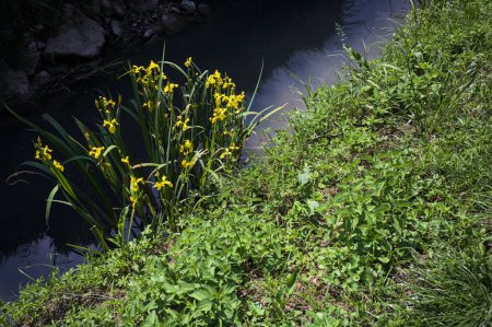 Iris acuáticos por el borde de una trinchera