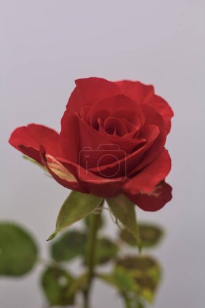 Red miniature rose in bloom