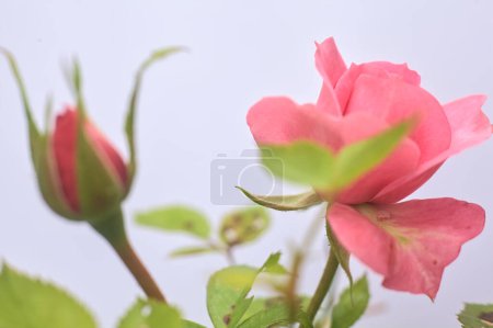 Pink miniature rose in bloom