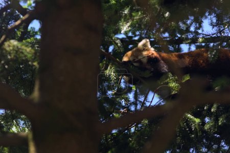 pandas rouges sur un pin