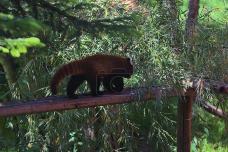 pandas rouges sur un pin