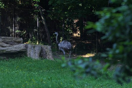 Common rhea in the shade