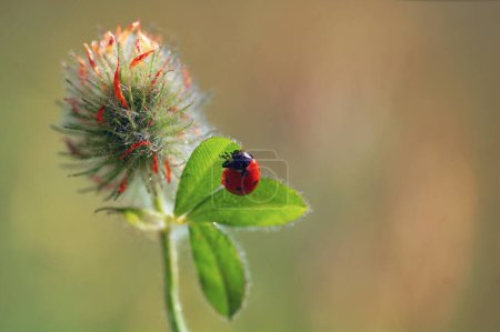 Closeup Ladybug on summer flower 