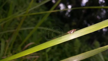 Foto de Insecto Froghopper posado en una hoja. Fotografía del insecto Froghopper en una montaña. Aphrophora alni, Froghopper es una especie de anfibios de la familia Aphrophoridae.. - Imagen libre de derechos