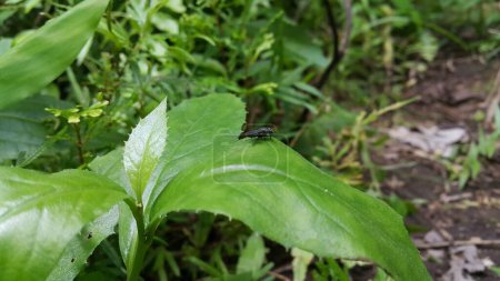 Black Soldier Fly, una especie de mosca soldado. También conocido como American Soldier Fly. Foto tomada en el bosque. Insecto de ojos azules.