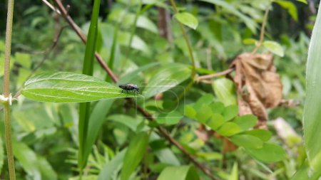 Black Soldier Fly, una especie de mosca soldado. También conocido como American Soldier Fly. Foto tomada en el bosque. Insecto de ojos azules.