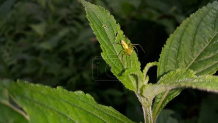 Photo for Photo of a yellow spider perched on a leaf. Photo taken on the mountain. - Royalty Free Image