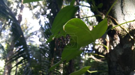 Foto de Una araña blanca y negra encaramada en su tela. Tomando fotos sobre el bosque. - Imagen libre de derechos