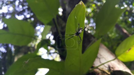 Foto de Una araña blanca y negra encaramada en su tela. Tomando fotos sobre el bosque. - Imagen libre de derechos