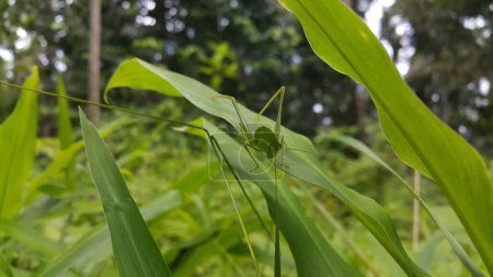 Foto de La phaneroptera falcata grasshopper (mecopoda nipponensis) se posa sobre una hoja de planta verde. Foto tomada en la montaña. Los saltamontes son verdes como hojas. - Imagen libre de derechos