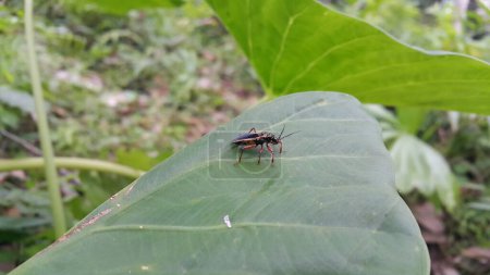 Téléchargez les photos : Raglius alboacuminatus est une espèce d'insectes grainiers de la famille des Rhyparochromidae. On le trouve en Afrique, en Europe et en Asie du Nord (à l'exclusion de la Chine) et en Amérique du Nord. Tourné dans la montagne. - en image libre de droit