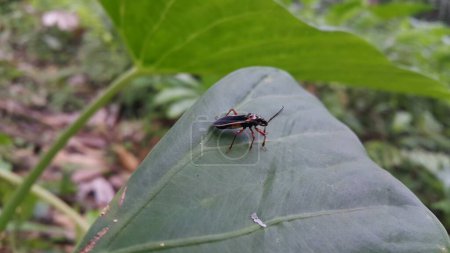 Téléchargez les photos : Raglius alboacuminatus est une espèce d'insectes grainiers de la famille des Rhyparochromidae. On le trouve en Afrique, en Europe et en Asie du Nord (à l'exclusion de la Chine) et en Amérique du Nord. Tourné dans la montagne. - en image libre de droit