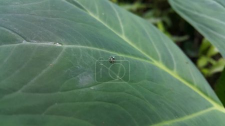 Small spiders perched on taro leaves. Photo shot in the forest.