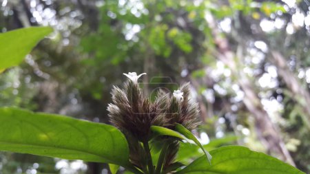 Lepidagathis incurva Blume Hintergrund. Fotoshooting auf einem Berg. Justicia micrantha, Phaulopsis imbricata, ACANTHACEAE, Weidenschuppenblume, Lepidagathis incurva, Phaulopsis